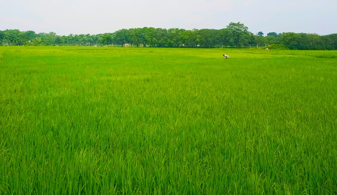 Alappuzha